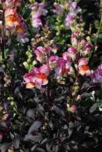 I was not as keen on the yellow and orange flowers