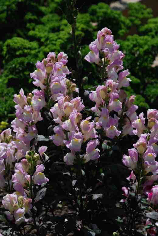 I collected seed from the plants I liked best