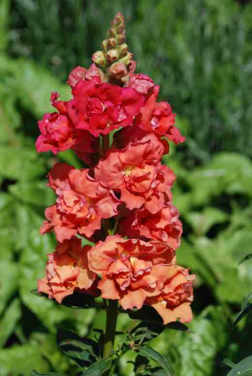 antirr mad but orange