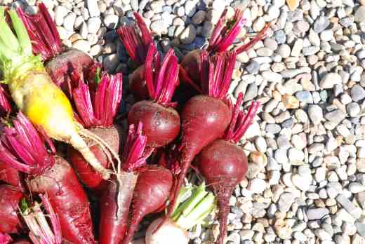 Assorted young beet in July
