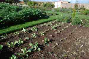 The plants were of two sizes when planted out, because some seedlings had roooted through the base of their cell trays