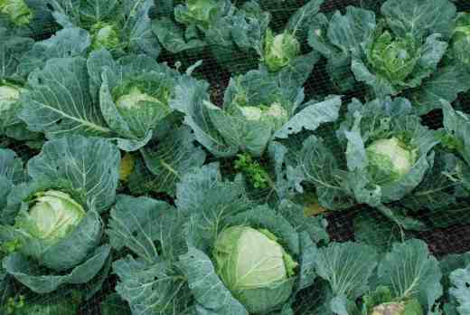 'Cabice' cabbages ready to harvest in late September