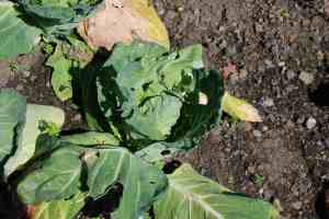 cabbage clubroot effects