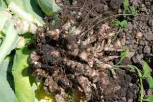 cabbage clubroot