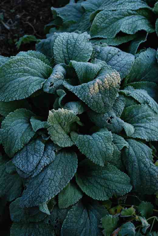 Foxgloves collapse as the sap in them freezes but pick up as they thaw