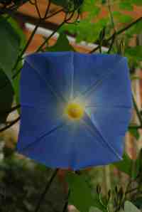 wonderful geomery in morning glory