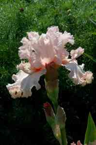 'As You Were' has everything - flounces, ruffles and lace