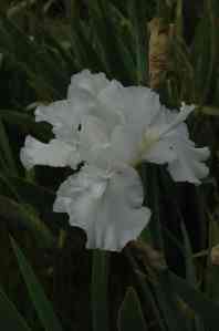 Monty Byers' pure white, aptly named 'Mesmerizer'