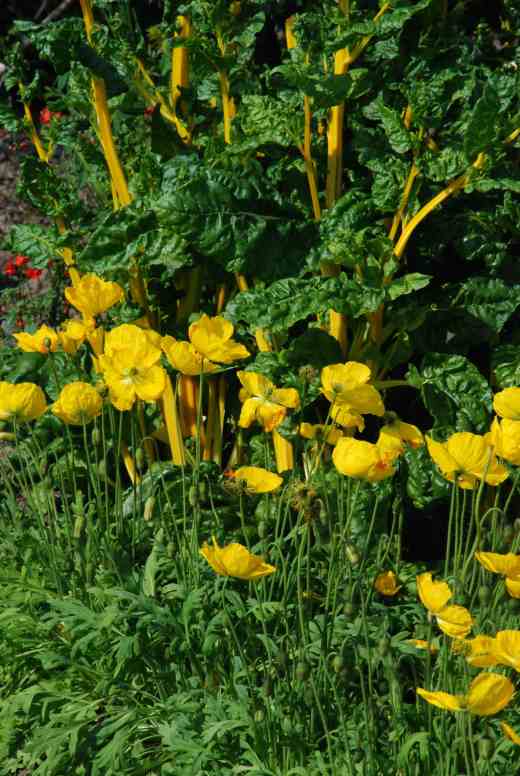 Yellow Swiss chard is less popular than the red but is just as beautiful and deserves a place in the flower border