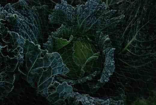 Something as simple as a 'Savoy' cabbage becomes a thing of beauty when frost adds depth to the rich texture of its leaves