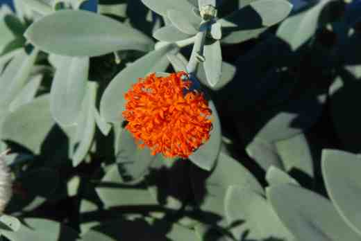 The bright, showy flowers last for weeks