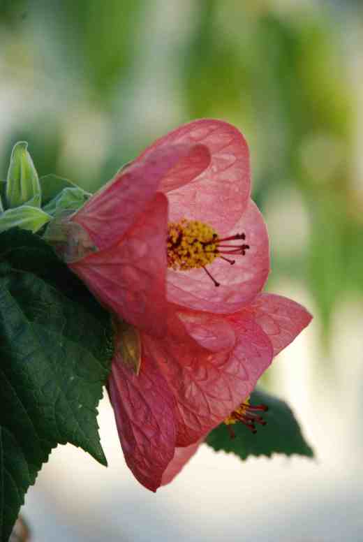 'Flower Dream'