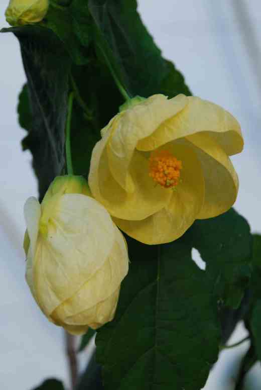 Soft yellow flowers of 'Good Morning'