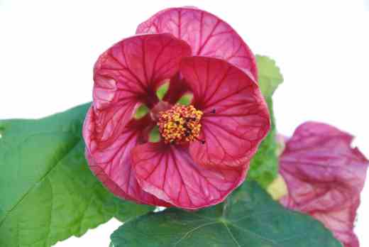 'Magic Berry'