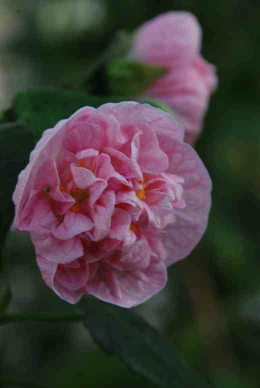 'Victorian Lady'