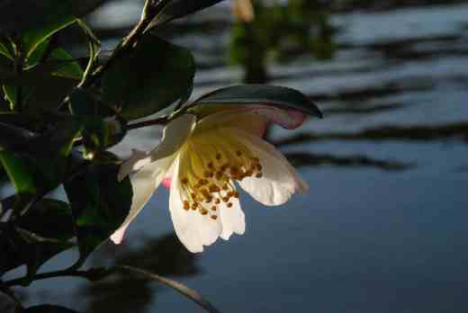 camellia sasanqua rainbow2