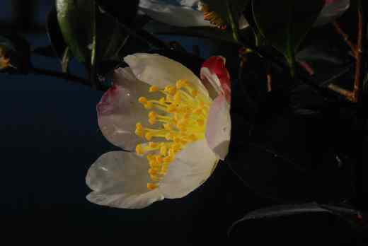 camellia sasanqua rainbow4
