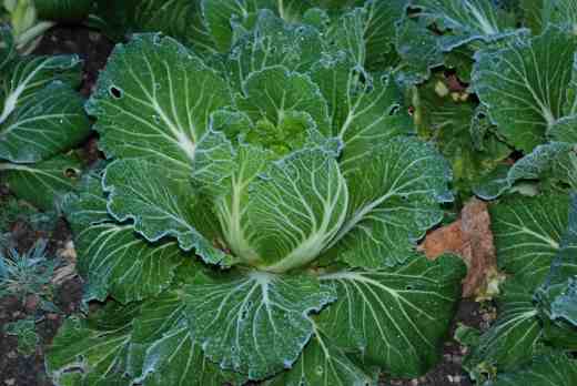 Chinese cabbage looking especially beautiful when frozen solid - unlike sprouts - yuk (that only applies to frozen sprouts)