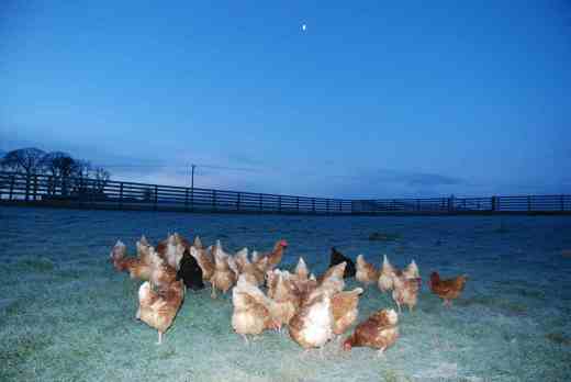 Hens getting their breakfast
