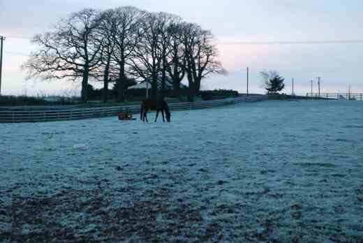 horses out - the one on its back is just having a breakfast roll - it isnt dead - i hope