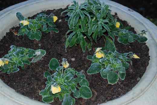 Violas huddling together dreaming of a quick Christmas and spring