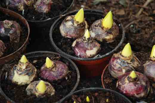 These shoots are not quite ready to come into the light and warmth yet - will they be blooming by Christmas? It seems unlikely
