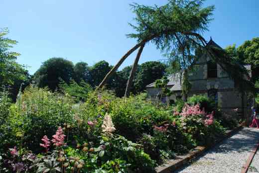 Superb rodgersias fill a large bed at the entrance to the garden
