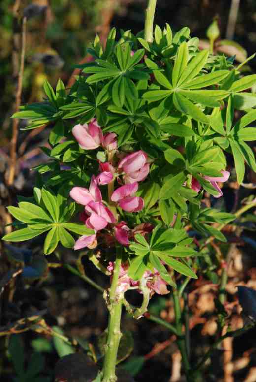 lupin phylody flowers