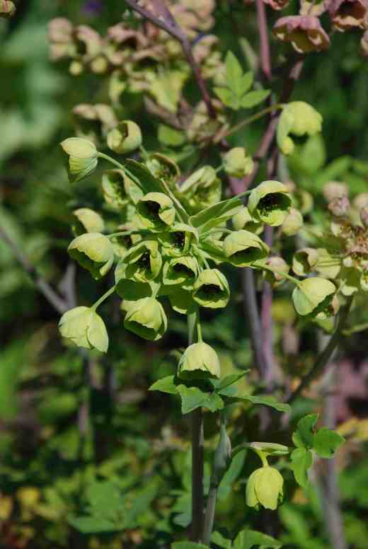 Mathiasella bupleuroides, an exciting, recently introduced umbellifer from Mexico