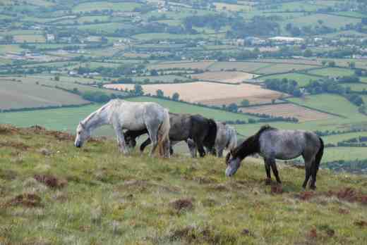 mount leinster slieve bawn ponies
