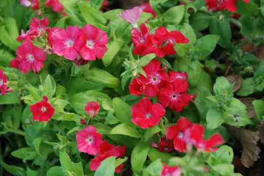 Phlox 'Pomegranate Beauty'