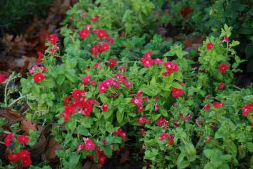 Still looking good in December