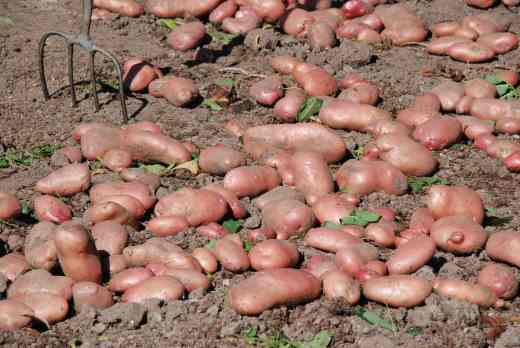 pot sarpo axona lifted