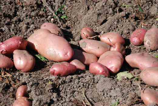 Tubers of every shape and size - 'Sarpo Axona'