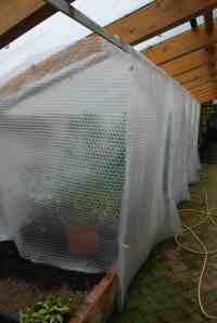 Bubble plastic used to section-off an area for tender plants