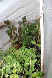 plants snug for the winter