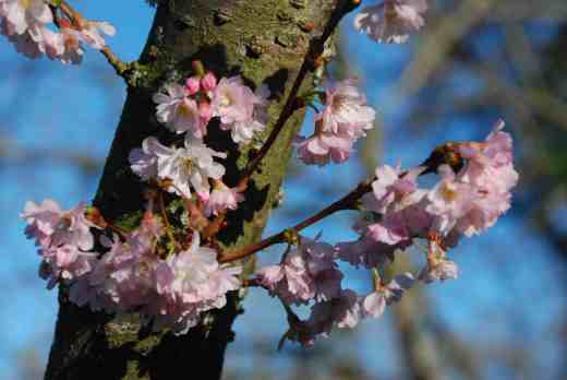 prunus subh autu ros
