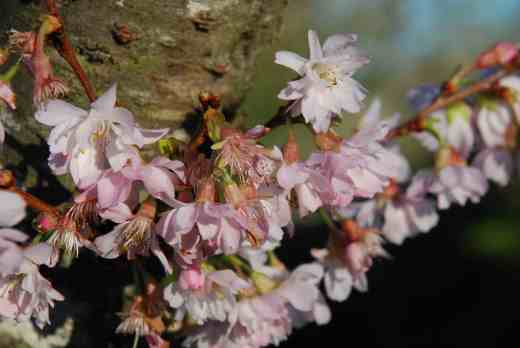 prunus subh autu ros2