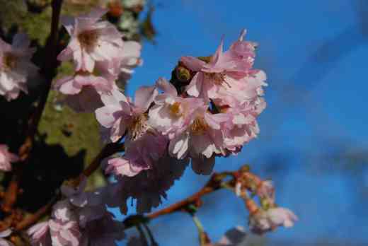 prunus subh autu ros3