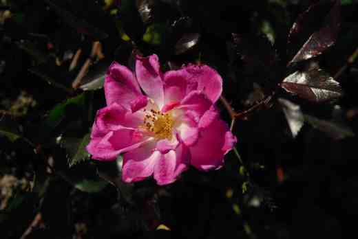 'Magic Carpet' with intense colour and purple foliage after frost