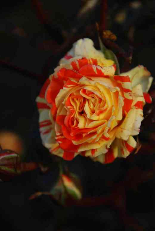 Rose 'Oranges and Lemons'