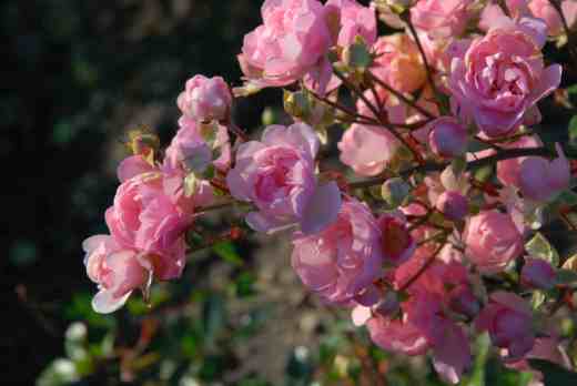 'The Fairy' still looking great in early December