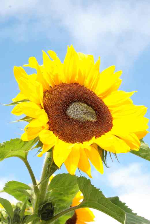 Finally the giants bloomed in September on stems about 3m high