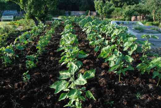 rapid growth by July 10