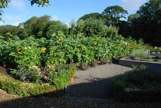Flowering by August 2