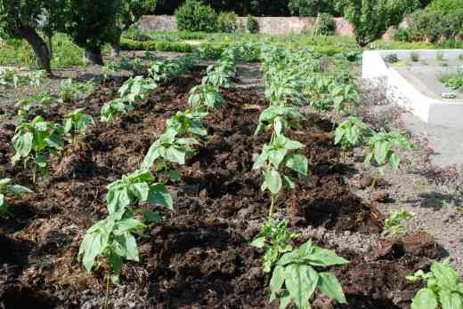 July 4 - being mulched, about two weeks after planting