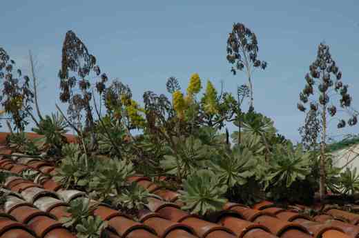 Aeoniums growing 'wild' on rooftops