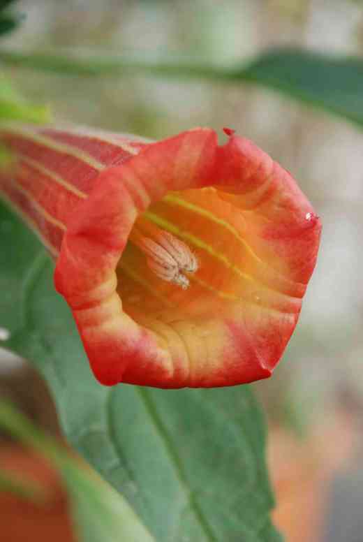 Inside the 18cm long trumpets