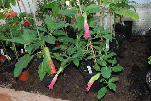 The brugmansias in January