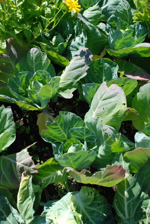 cabbage clubroot